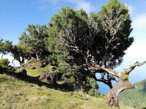 Fanal - a unique place in Madeira Island 16
