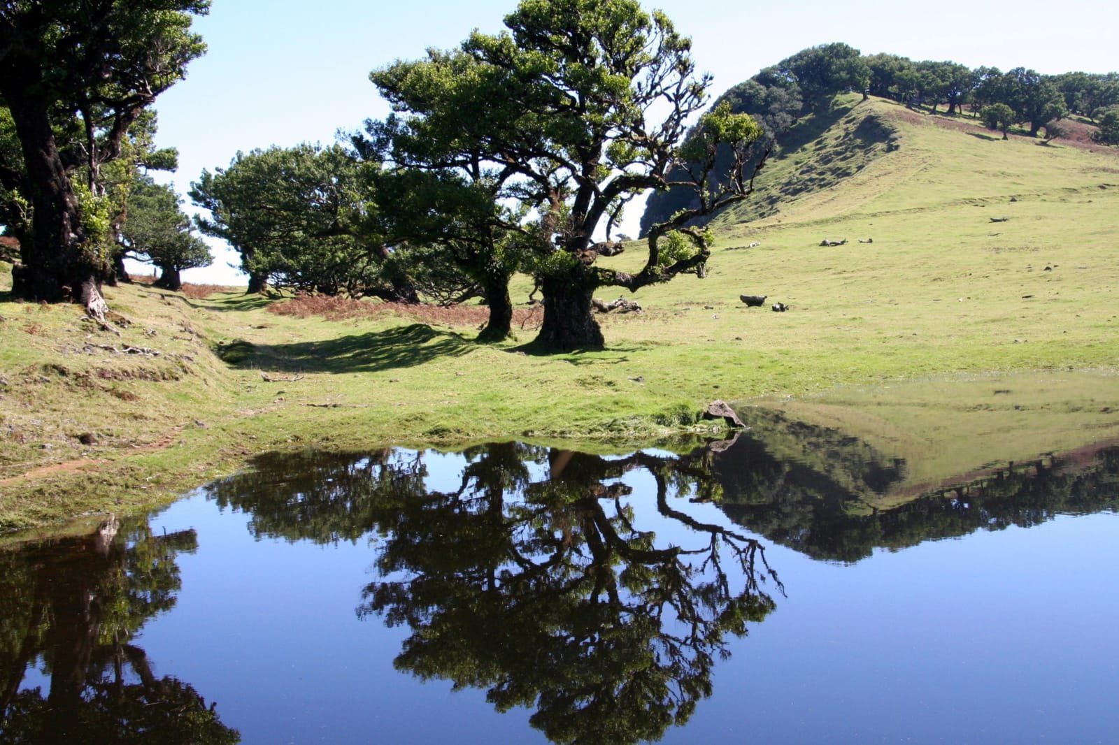 Ancient laurel trees in the misty Fanal forest