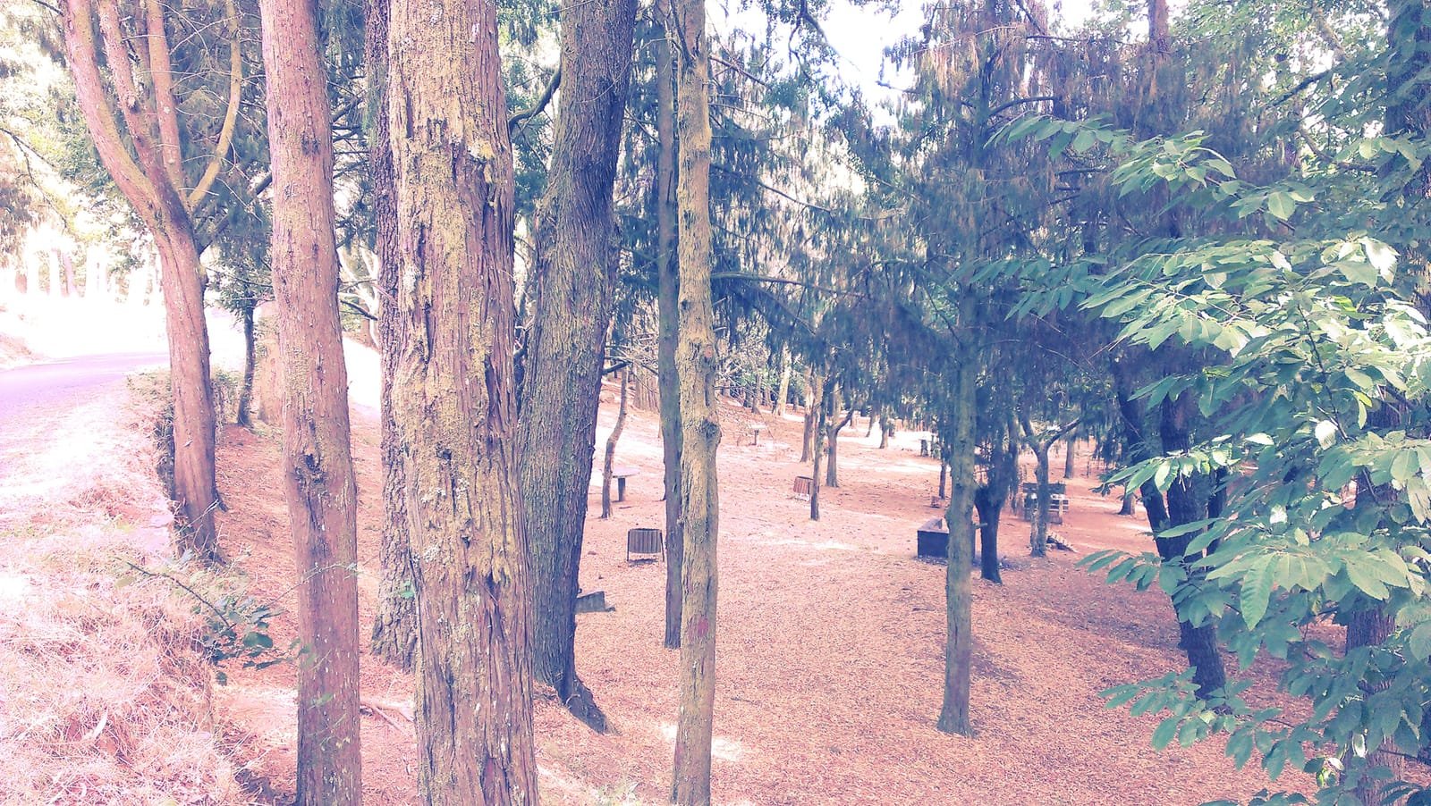 Montado do Pereiro 12