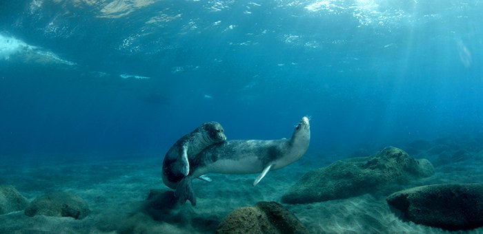 Mediterranean monk seal (lobo-marinho) near the Desertas Islands