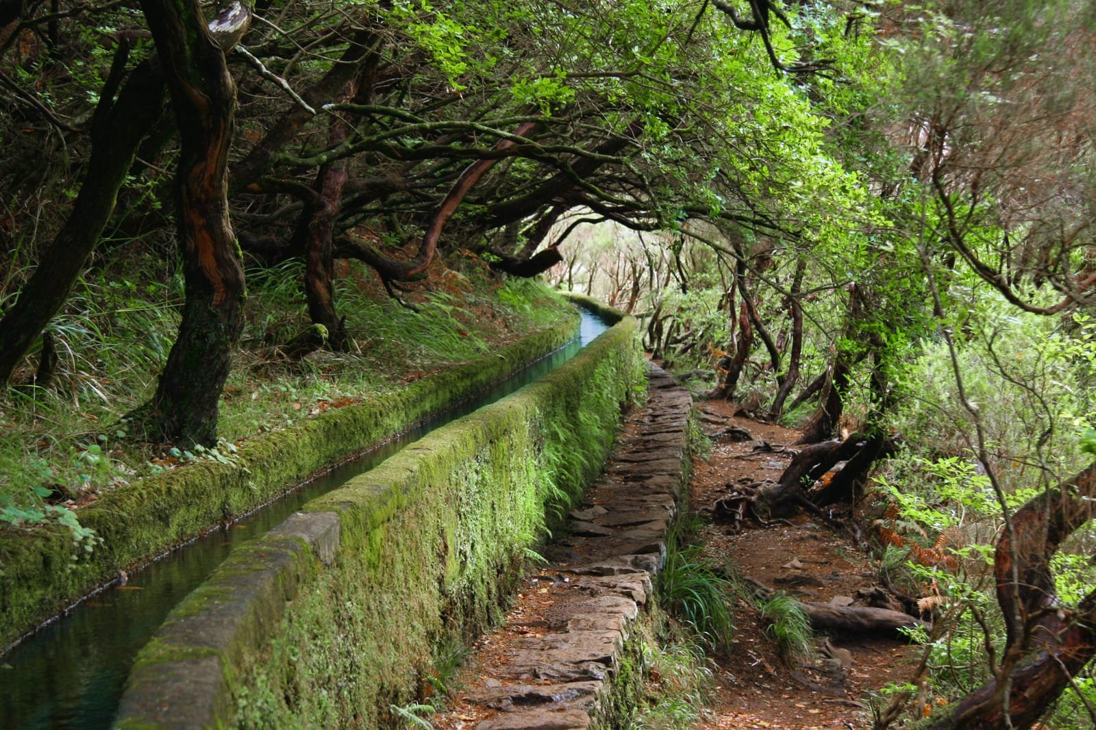 Water channel levada cut into the mountainside, shaded by laurel forest