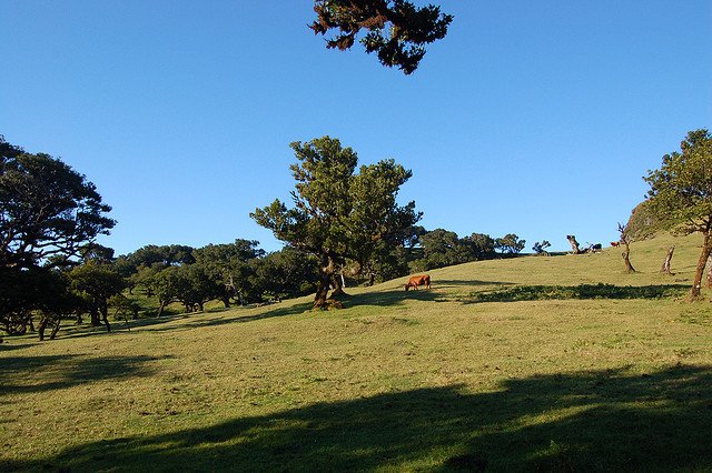 Fanal 2