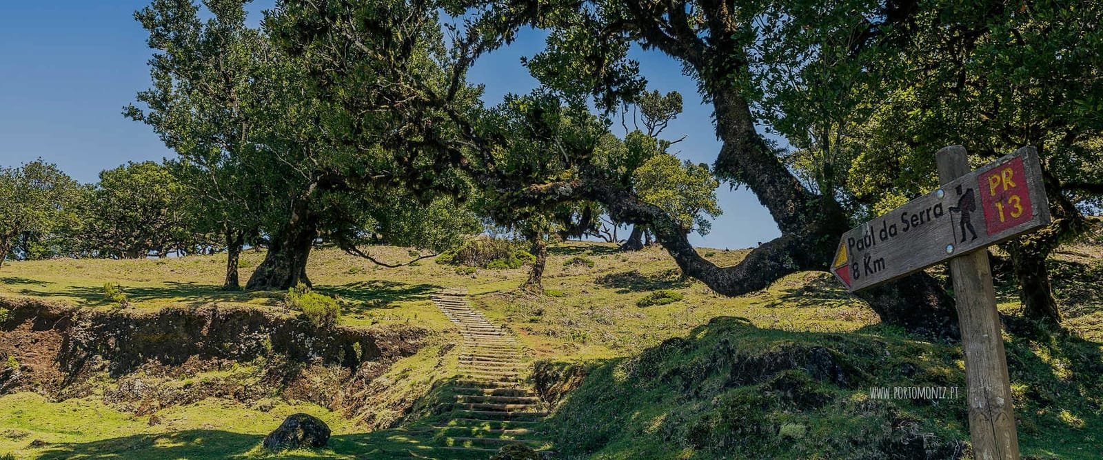 Ancient, fog-wrapped Til trees in the Fanal forest