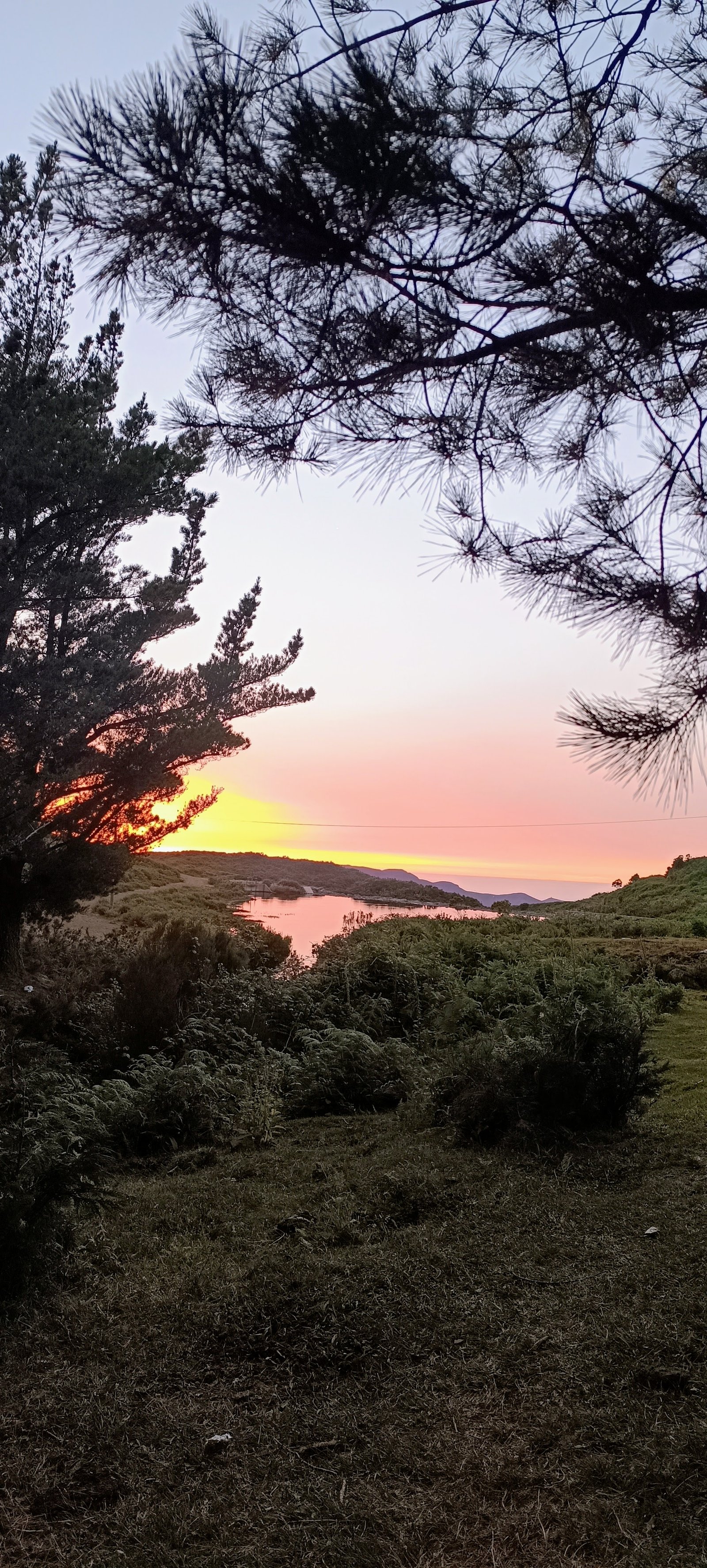 glowing sky over the lake, framed by pine branches