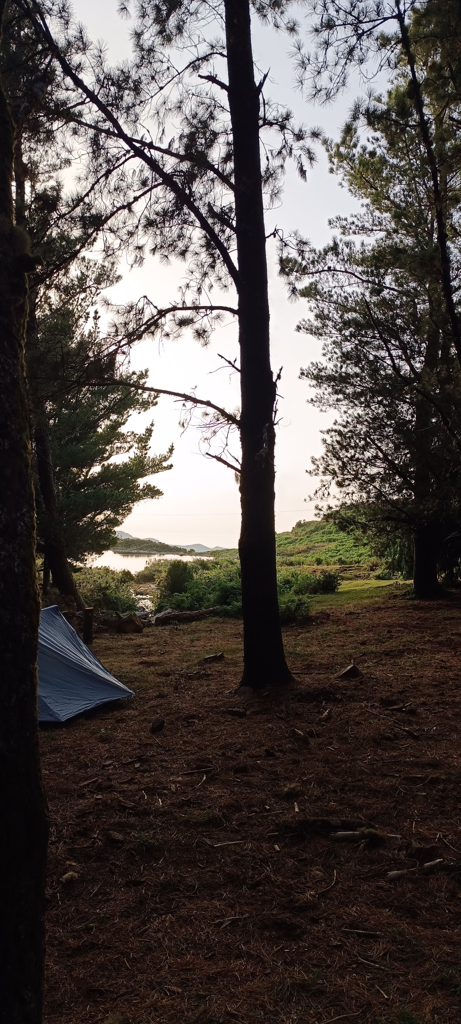 view of the lake through the pines at the campsite