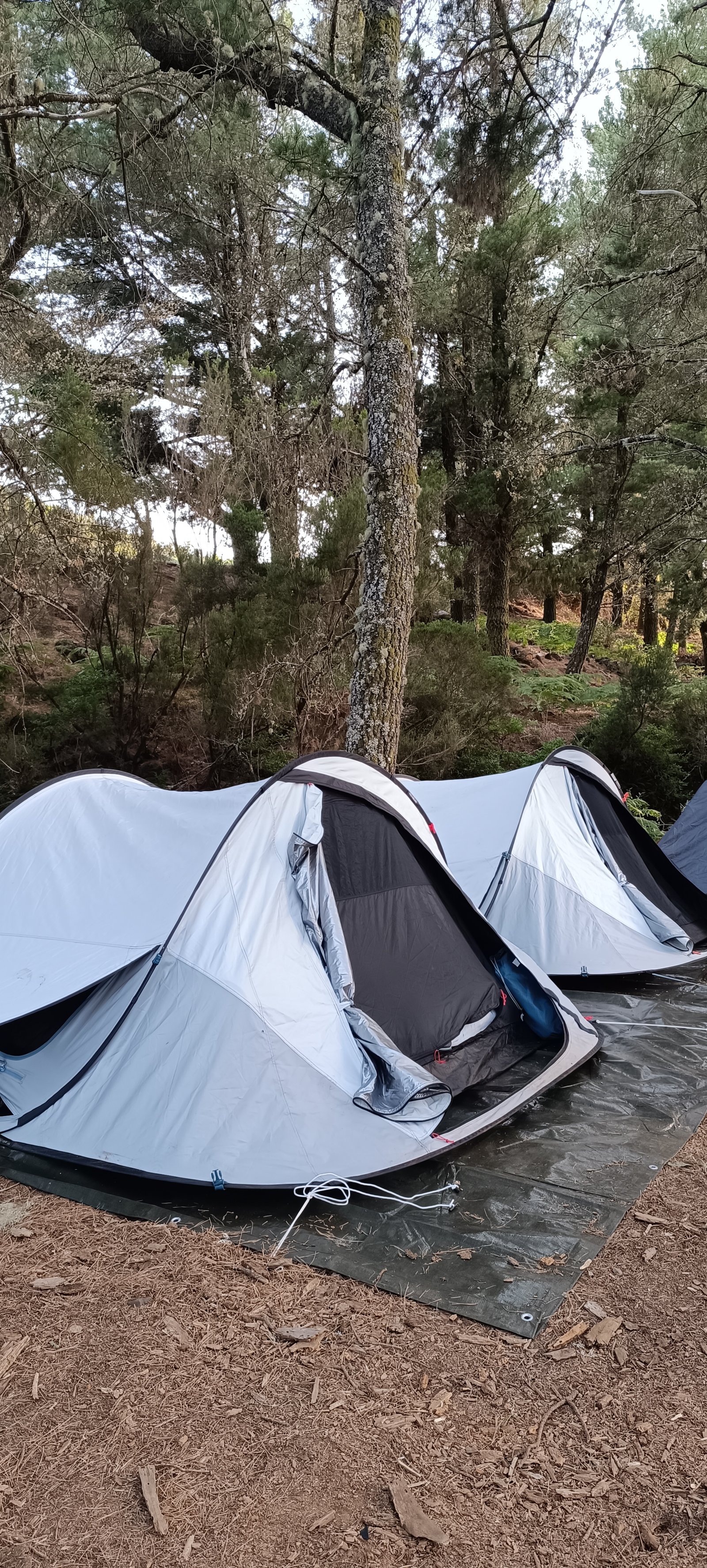 tents pitched among the pine trees at Ribeira do Alecrim