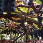 All about camping in Madeira | Madeira