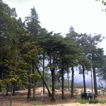 Montado do Pereiro 7