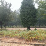 Chão das Feiteiras 9