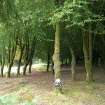 Chão das Feiteiras 10