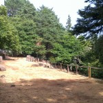 Montado do Pereiro 16