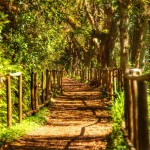 Parque Florestal do Pico das Pedras 4