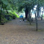 Parque Florestal do Pico das Pedras 5