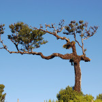Ocotea foetens (Lauraceae) - tree in wood-pasture, Fanal, NW Madeira