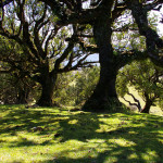 Til (Madeiran laurel), ocotea foetens