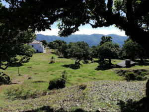 Fanal - a unique place in Madeira Island 19
