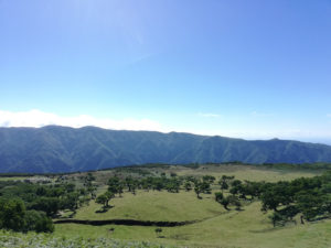 Fanal - a unique place in Madeira Island 9