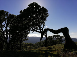 Fanal - a unique place in Madeira Island 18