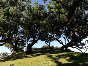 Fanal - a unique place in Madeira Island 11
